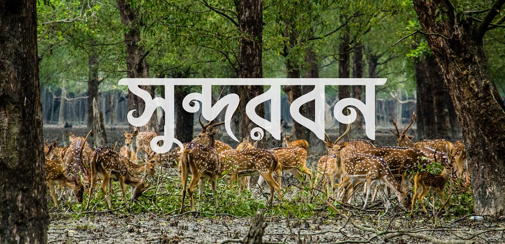 SUNDARBANS Trip with TGB